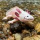 thumbnail image 2 of Figura Safari Ltd., modelo Axolotl Realistic 7 para niños a partir de 3 años, 2 of 5