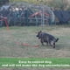 thumbnail image 5 of Correa de adiestramiento para perros: correa duradera y ajustable para mascotas, ideal para entrenamiento de obediencia, paseos y control. Ideal para perros de todos los tamaños y razas., 5 of 5