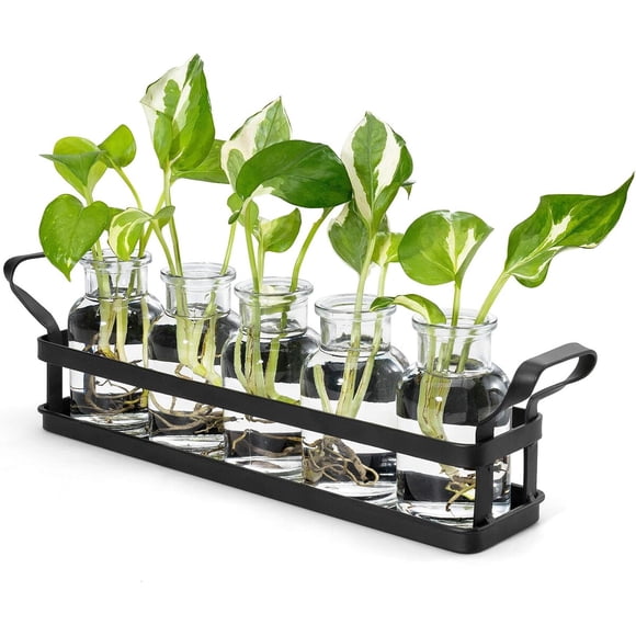 Mkono Propagation Stations, 5 Jars Desktop Glass Plant Terrarium