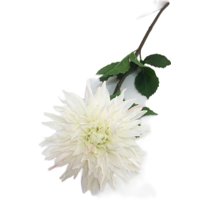 Vadell - Crisantemo Blanco 74Cm