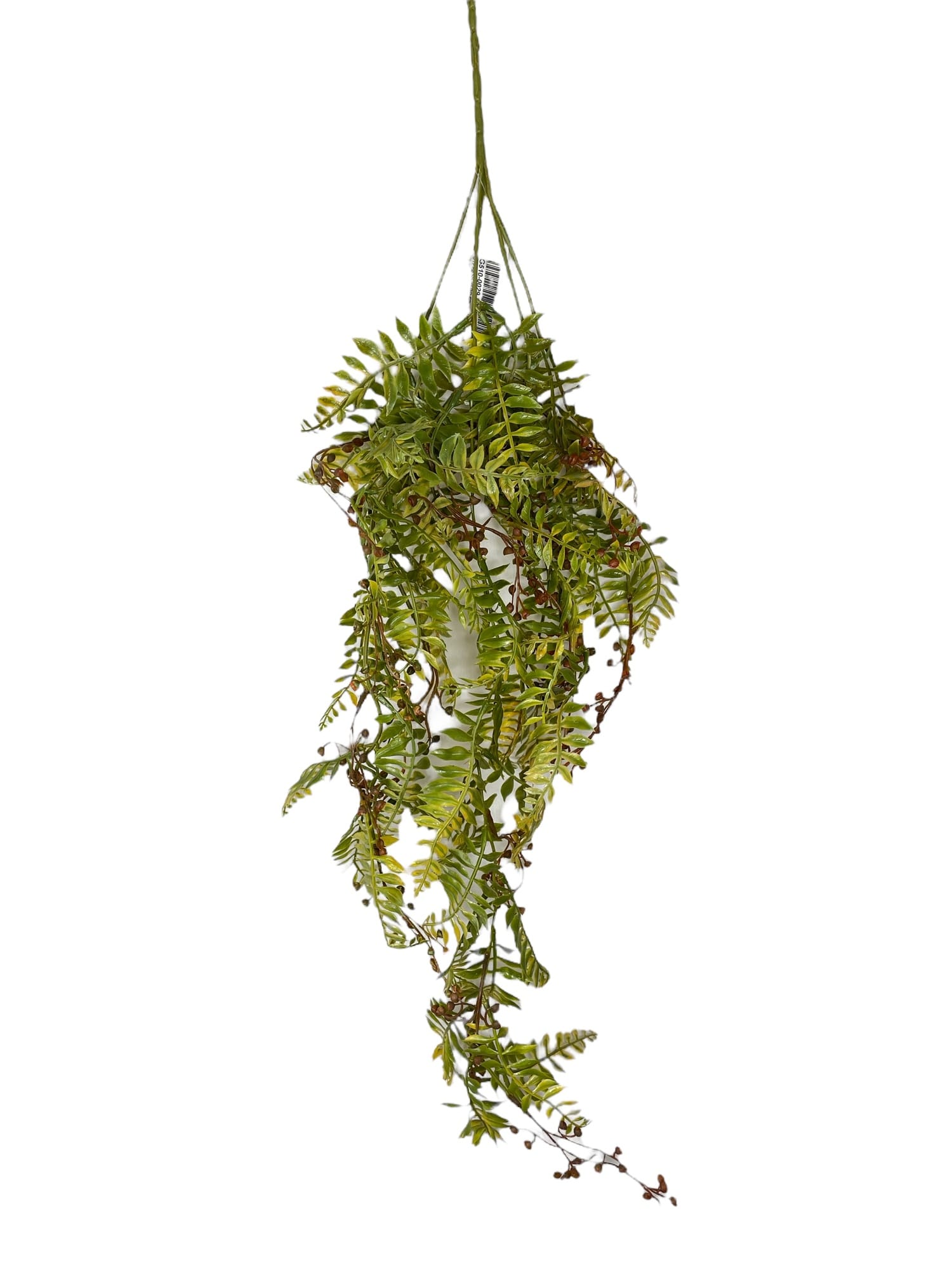 Corel - Ramo Cypress Rojo