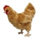 thumbnail image 3 of Pollo de peluche Buffy the Hen de Adore Plush Company, 12 cm, 3 of 4