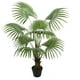 thumbnail image 2 of Palmera Abanico de 120 cm, 2 of 2