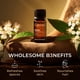 thumbnail image 5 of Aceite Esencial De Mirto 10 Ml Para Aromaterapia, 5 of 6