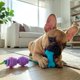 thumbnail image 5 of Juguetes para perros Pupstages 13 cm, pack de 2 con soporte dental, 5 of 6