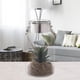 thumbnail image 4 of Planta Decorativa Fanal Suculenta Verde con Soga, 4 of 4