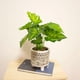 thumbnail image 5 of Planta Artificial Manto Eva, 5 of 6