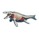 thumbnail image 2 of Modelo De Cuerpo Animal Para El Aprendizaje, Material Didáctico Para Niños Que Estudian En Casa (3106), 2 of 5