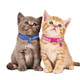 thumbnail image 2 of Collar Minnie con Cascabel para Gatos Azul Celeste, 2 of 3