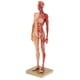 thumbnail image 1 of Modelo de Figura de Anatomía Femenina de 11 Pulgadas, 1 of 3
