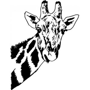 Rienda Libre Graphics - Decomural Giraffe Head Safari Wild Animals Ws-17625