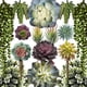 thumbnail image 1 of Plantas suculentas artificiales caqpo, paquete de 15 unidades, de primera calidad, sin maceta, 1 of 9