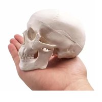 D&M - Mini Cráneo - Modelo Anatómico