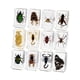 thumbnail image 3 of Colección De 12 Piezas De Animales En Resina Para Biólogos De Aula, Ni?os Y Ni?as, 3 of 5