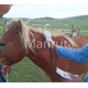 thumbnail image 5 of Manruta Microchip de Identificación Animal para Perros, Gatos, Caballos, Cerdos y Vacas – Pack de 20, 2,12 × 12 mm, ISO 11784/ISO 11785/FDX‑B, Etiquetas de ID para Mascotas, 15 ID Microchip, 5 of 5