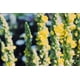 thumbnail image 4 of Flores Secas De Gordolobo 15 G Té Relajante, 4 of 7