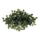 thumbnail image 1 of Planta de seda, hiedra casi natural, con maceta blanca, 1 of 4