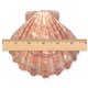 thumbnail image 4 of Concha de mar South Beach Crafts 13‑15 cm Garra de león, 4 of 7