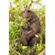 thumbnail image 1 of Estatua de madre y bebé oso de Sculpture Hi-Line Gift Ltd., 1 of 7