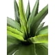 thumbnail image 3 of Árbol de Yuca UV 183 cm, 3 of 3