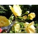 thumbnail image 4 of Tijeras Okatsune N.º 304 para corte de brotes 19 cm 110 g, 4 of 9