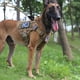 thumbnail image 5 of Arnés táctico para perros ICEFANG, tamaño grande, con hebilla de metal, 5 of 6