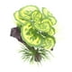 thumbnail image 4 of Decoraciones De Plantas De árboles De Acuario Decoraciones De Plantas Pequeñas Para Decoración De Peceras Estilo A, 4 of 5