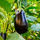thumbnail image 3 of Plantas vivas Bonnie Plants Black Beauty berenjena 4 piezas, 3 of 9