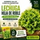 thumbnail image 3 of Semillas Lechuga Hoja de Roble Marina Las Encinas, 3 of 4