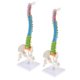thumbnail image 3 of Columna Vertebral Humana De 25cm 45cm Con PELVIS MODELO FLEXIBLE ESTUDIO, 3 of 5