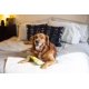 thumbnail image 2 of Juguete para perros Outward Hound Fire Biterz Flamingo Firehouse Small, 2 of 6