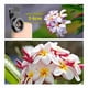thumbnail image 3 of Lente Gran Angular Macro Ojo De Pez Para iPhone Samsung Rose Gold, 3 of 5