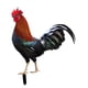 thumbnail image 4 of Figuras De Estacas De Estatua De Animales De Gallo, Estaca De Gallina Para Decoración De Patio Y Césped, 4 of 5