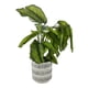 thumbnail image 4 of Plata dracena artificial, 4 of 4