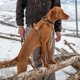 thumbnail image 5 of Arnés para perro Carhartt L Faded Fatigue anti‑tirón, 5 of 5