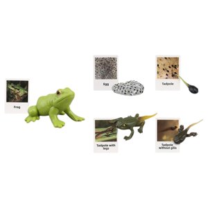 Magideal - Figuritas De , Juguete, Biología, Ciencia, Etapa De Crecimiento Educativo, Modelo, Figuritas De Animales, Juguetes Para Decoración De Rana