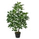 thumbnail image 2 of Cheflera hoja verde de 90 cm, 2 of 2