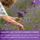 thumbnail image 5 of Té TOG999 de Flor de Lavanda – 60 Bolsas – Natural y Vegano, 5 of 9