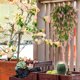 thumbnail image 4 of Xiao Hua 2 Pzas Flores Colgantes Artificiales, Guirnaldas de Flores de Enredadera Simulada, Flores de Seda Simuladas para Decoración de Patio Interior y Exterior, Pared y Cerca, Rosa, 4 of 4
