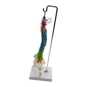 Magideal - Columna De Modelo De Columna Vertebral De Anatomía De Esqueleto De Tamaño Real Con Soporte Para Demostración, Suministros De Enseñanza, Herramienta Ed Con Pelvis Fémur