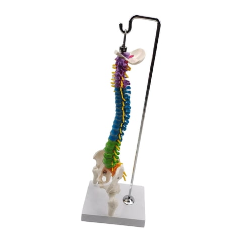 Magideal - Columna De Modelo De Columna Vertebral De Anatomía De Esqueleto De Tamaño Real Con Soporte Para Demostración, Suministros De Enseñanza, Herramienta Ed Con Pelvis Fémur