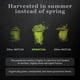 thumbnail image 3 of Matcha en polvo DoMatcha Organic Summer Harvest 80 g, 3 of 9