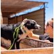 thumbnail image 5 of Correa y collar para perro Pet Life ® Serie Outdoor 'Advent', 5 of 8