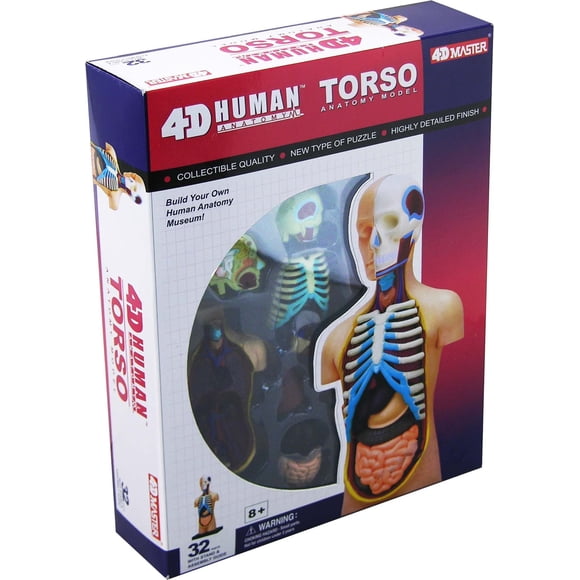 Modelo de Torso Anatómico Fame Master 11 cm – 32 piezas