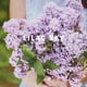 thumbnail image 4 of Perfume LOE Lilac Sky Eau de Toilette 50 ml, 4 of 6