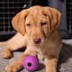 thumbnail image 2 of Dog Fetch Balls Chew King para todas las razas, 2 of 6