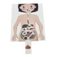 thumbnail image 3 of Sistema Digestivo Humano Órgano Del Cuerpo Humano Juguetes Educativos Partes Del Cuerpo Humano, 3 of 3
