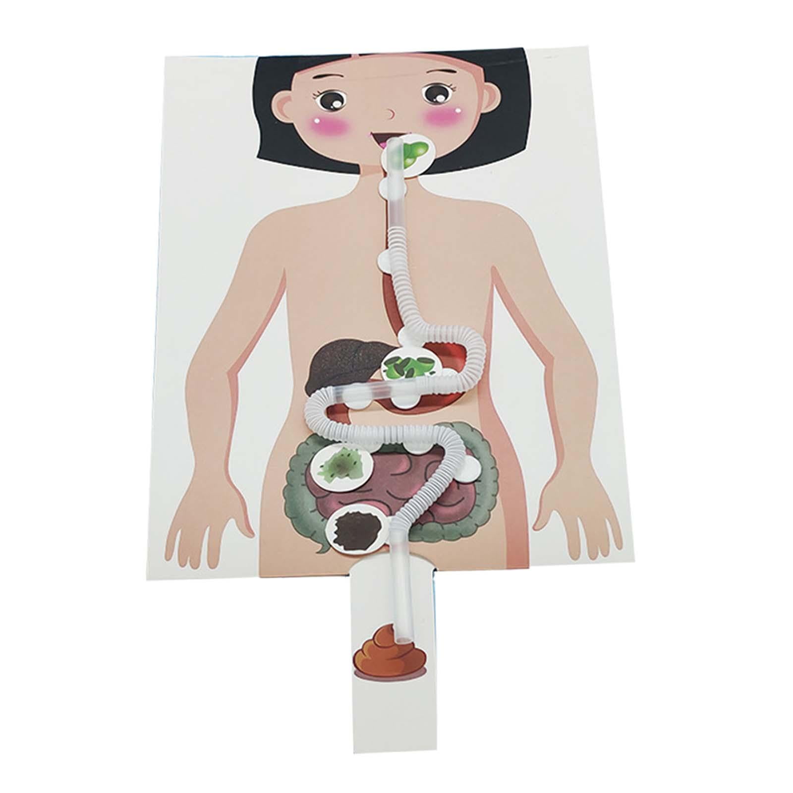 Bothyi - Sistema Digestivo Humano Órgano Del Cuerpo Humano Juguetes Educativos Partes Del Cuerpo Humano