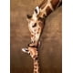 thumbnail image 2 of Puzzle Eurographics Jiraffe Mother's Kiss 1000 piezas, 2 of 3