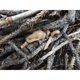 thumbnail image 4 of Pasta para Encender Fuego Coghlan's 105 g Paquete de 2, 4 of 4
